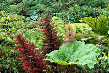 10 GUNNERA INSIGNIS Giant Rhubarb (Leaves up to 6' Wide, Red Flower Spikes to 3') Dinosaur Plant Seeds